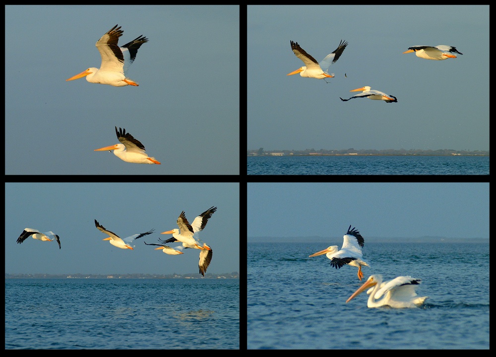 (12) pelican montage.jpg   (1000x720)   217 Kb                                    Click to display next picture